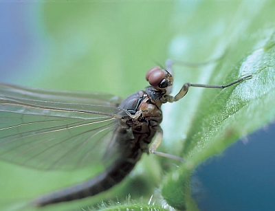Baetis rhodani (M)