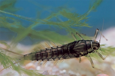 Baetis rhodani