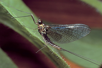 Rhithrogena semicolorata