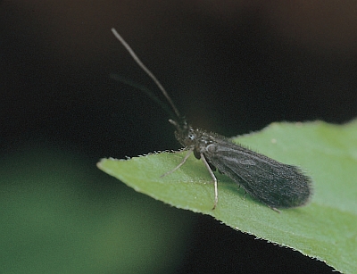 Beraea pullata (M)