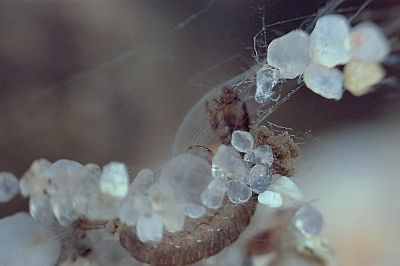 Hydropsyche siltalai