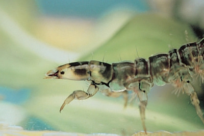 Rhyacophila sp.