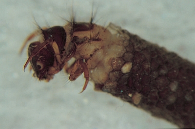 Sercostoma sp.