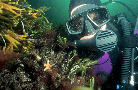 Diver