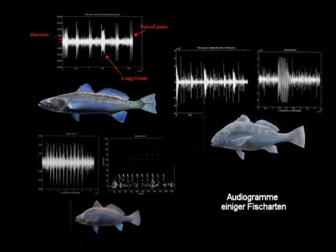 Audiogramm