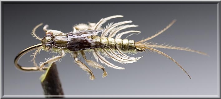 Nymphe