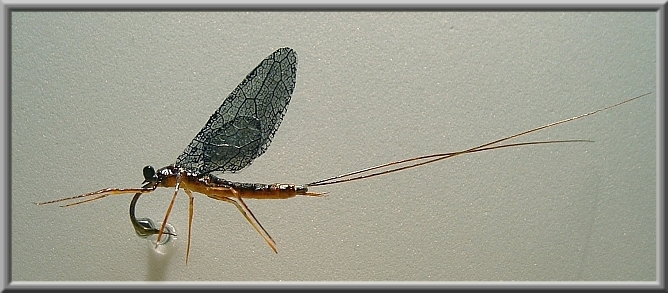 Ecdyonurus Venosus