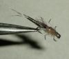 Ivan's Mayfly Nymph