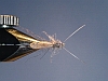 CDC Loopwing Stonefly