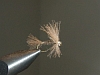 CDC Schottisch
