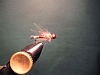 CDC copper john
