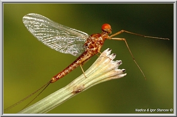 BWO Ephemerella male imago