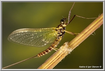 Ecdyonurus male imago