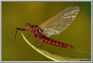 Leptophlebia female imago