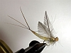 Theo&acute;s Maifliege
