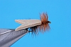 Foam Sedge