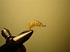 Aalhaut Gammarus-Krebs