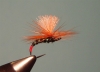 Lady Emerger