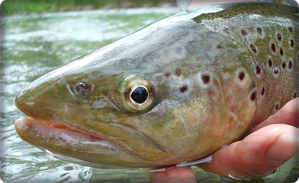 Chalk Stream/Bachforelle