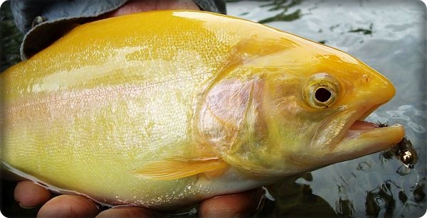 Chalk Stream/Goldforelle