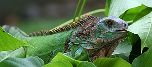 Leguan