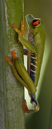 Red Eye Leaf Frog