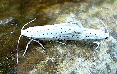 Donnersbach