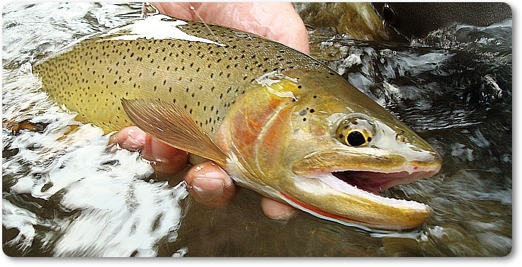 Cutthroat Trout