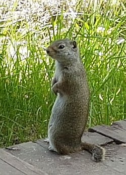 Erdmännchen