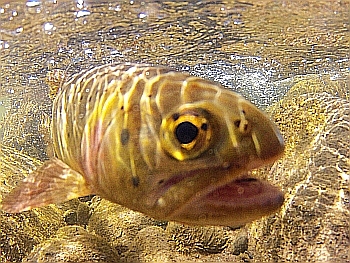 Cutthroat Trout