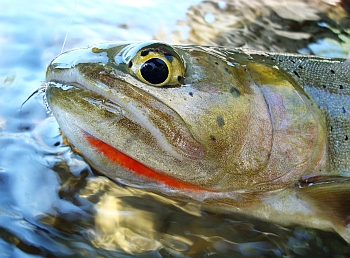 Cutthroat Trout