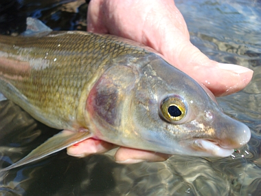 Mountain Whitefish