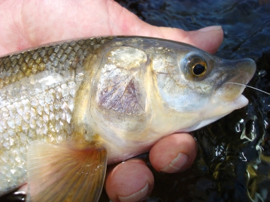 Mountain White Fish