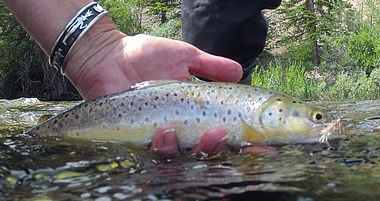 Wiggins Fork