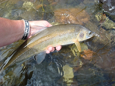 Wiggins Fork - Mountain White Fish