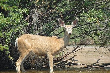 Wind River - White Tail