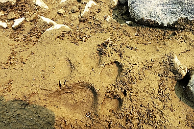Wolf-Spur