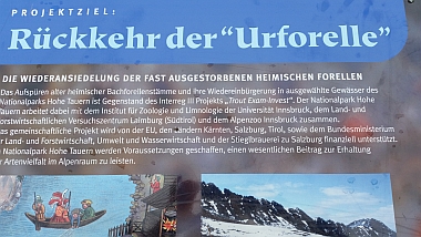 Daberklamm-Urforelle