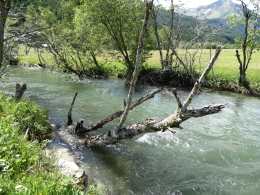 Longa