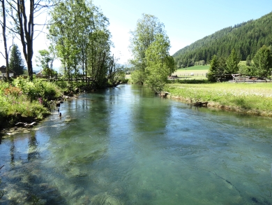 Longa
