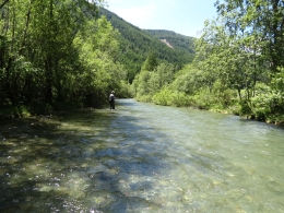 Longa