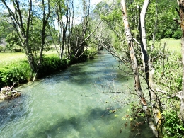 Longa