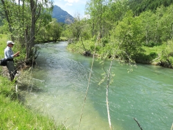 Longa