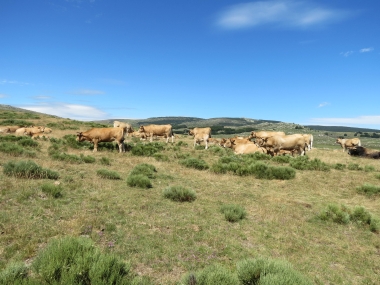 Aubrac-Rinder