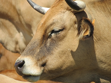 Aubrac-Kuh