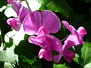 wilde Orchideen