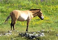 Przewalski-Pferd