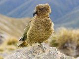 Vogel Kea