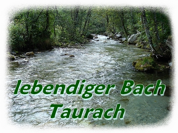 Pongauer Taurach